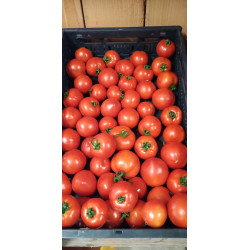 Tomates rondes rouge