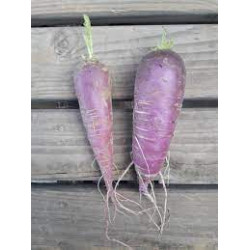Radis violet (deliblue) par...