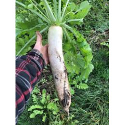 Radis daikon par 500gr
