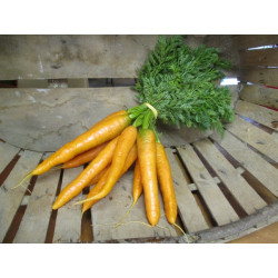 Carotte couleur