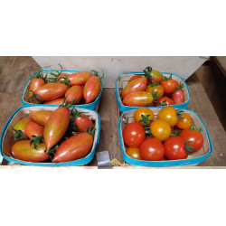 Tomates cerise