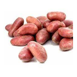 Pomme de terre  rouge Alouette