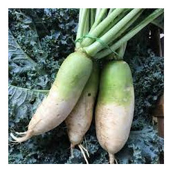 Radis vert par 500gr