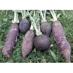 Radis noir par 500gr