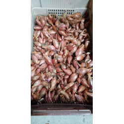Echalottes par 500gr