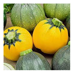 Courgette ronde verte